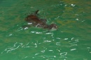 В геленджикской семье дельфинов пополнение