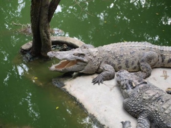 Уникальный в своем роде познавательный и развлекательный объект – крокодиловая ферма -  открыла свои двери для посетителей всех возрастов