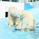 Сегодня в мире отмечается Международный день полярного медведя