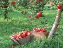 Геленджикские садоводы собрали 1320 тонн яблок