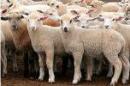 Внимание! Ухудшение эпизоотической ситуации по оспе овец и коз на территории Российской Федерации