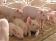 8 ноября в 14:00 в администрации города пройдет заседание специальной комиссии  по борьбе с африканской чумой свиней
