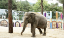В геленджикском «Сафари-парке» поселится слониха