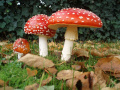 Памятка "Отравление грибами"